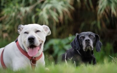 ¿Cuándo se recomienda el uso de parabióticos en perros?