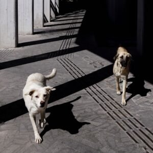 Cuándo se recomienda uso parabióticos en perros