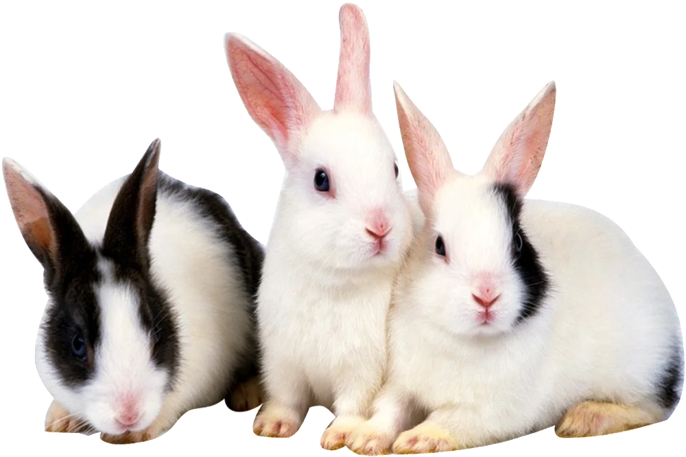 suplementos naturales para conejos