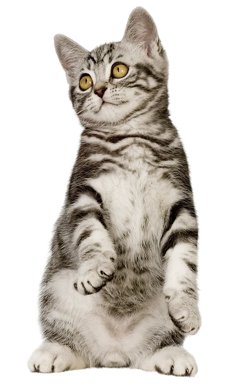 vitaminas para gatos