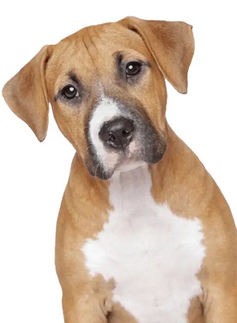 vitaminas para perros