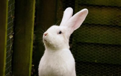 ¿Cuándo necesita un conejo un suplemento vitamínico?