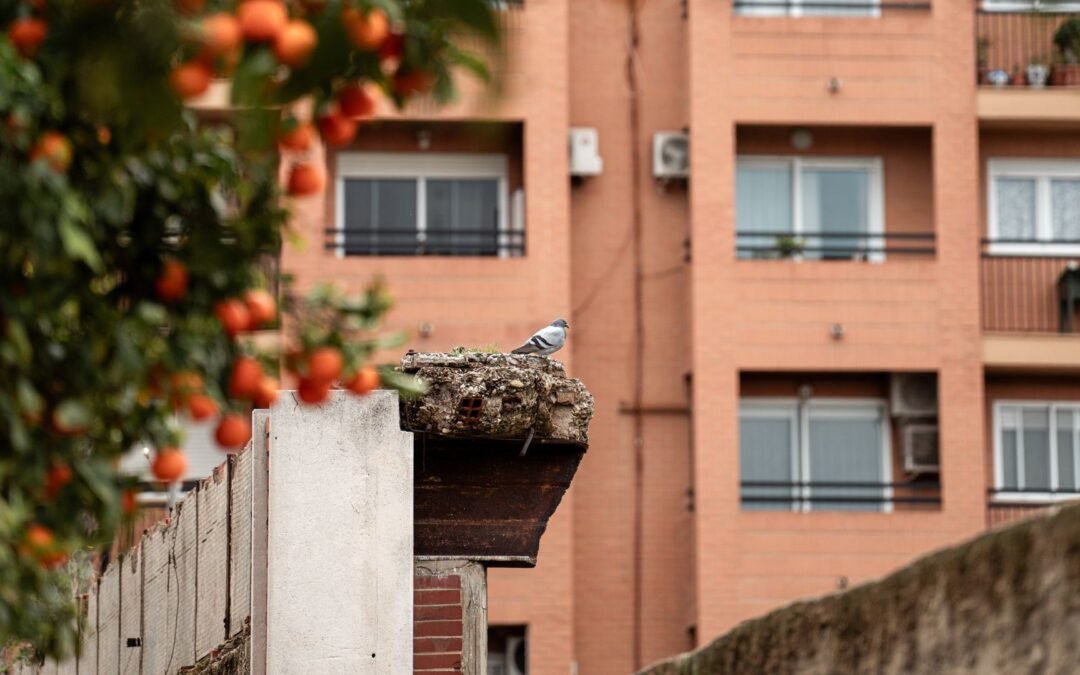 Beneficios de tratar enfermedades de palomas entre productos naturales y antibióticos