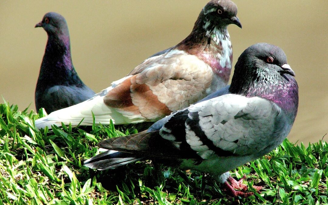 Fungixazol para palomas qué es para qué sirve