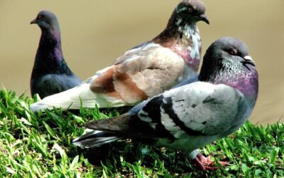 Fungixazol para palomas: qué es y para qué sirve